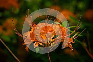 Orange Flame Azalea Blooms with selective focus