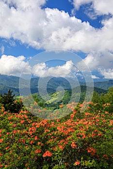 Orange Flame Azaleas Roan Mountain