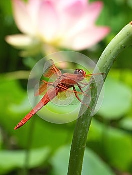 Orange flame skimmer dragonfly resting on a lotus stem