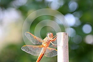 Orange Flame Stricker Dragonfly on Bamboo 01