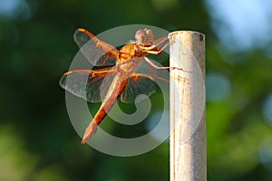 Orange Flame Stricker Dragonfly on Bamboo 04