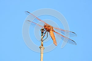 Orange Flame Stricker Dragonfly on Bamboo 07