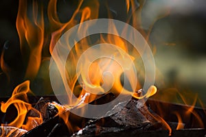 Orange flames of fire on a blurred background. Firewood burning in nature