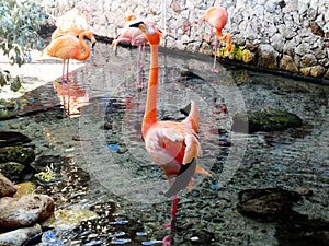 Orange flamingo stands with one foot in water