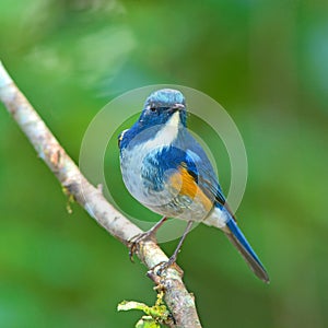 Orange-flanked Bush Robin bird