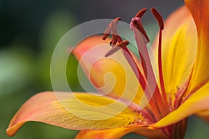 Orange flawless lily blossom with red stamen and stamp