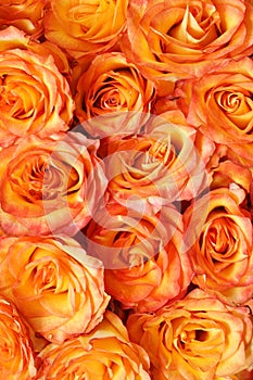 Orange floral background