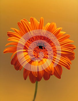 Orange flower