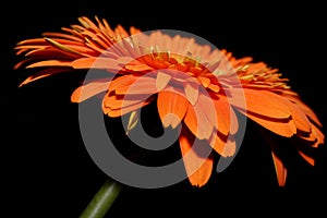 Orange Flower