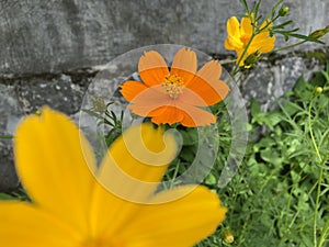 Orange flower