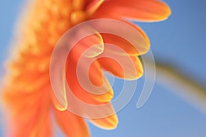 Orange flower