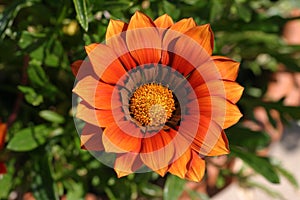 Oranžový kvetina 