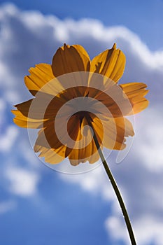 Orange flower against blue sky