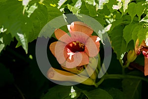 Orange flower of a bignonia