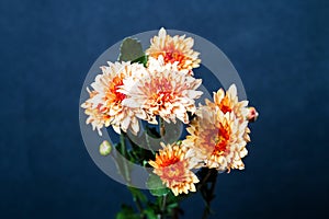 Orange flower on black background