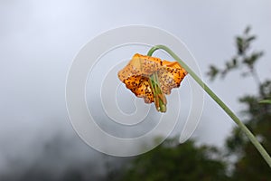 Orange Flower in Bloom