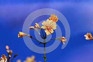 Orange flower in bloom with dark blue sky