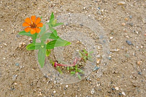 Orange flower blooming in the Atacama Desert, Argentina