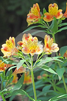 Orange flower blooming with green leaf background