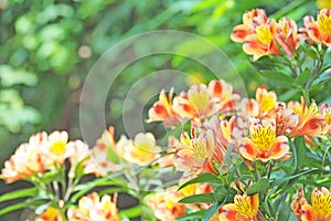 Orange flower blooming with green leaf background