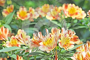 Orange flower blooming with green leaf background