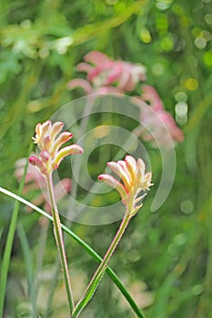 Orange flower blooming with green leaf background