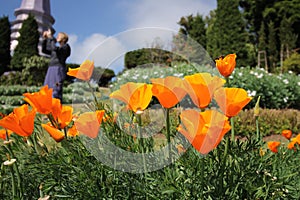 Orange flower blossom in a garden