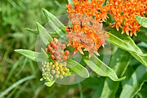 Orange flower blossoms