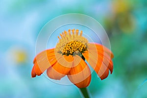 Orange flower on blue and green background