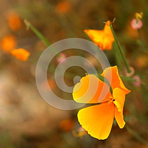 Orange flower on blur background