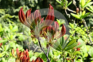 Orange flower buds and evolving leaves of decorative Rhododendron shrub