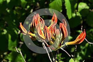 Orange flower buds and evolving leaves of decorative Rhododendron shrub possibly Rhododendron Molle