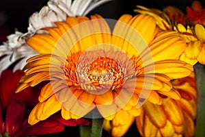 Orange flower