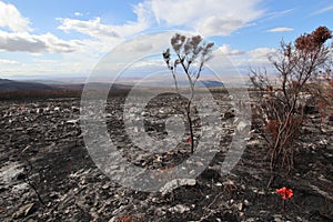 Orange flower in burned veld with distant view