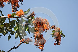 Orange flower or Butea monosperma flower