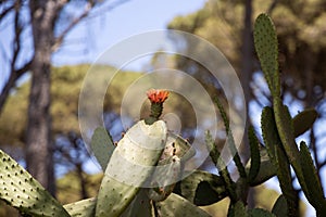 Orange flower of cactus in the park in Spain, flower blossom of the Great Opuntia ,Prickly Pear Cactus