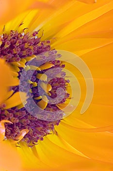 Orange flower(Calendula)