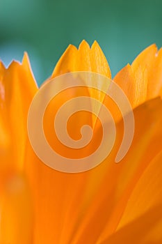 Orange flower(Calendula)