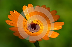 Orange flower - Calendula