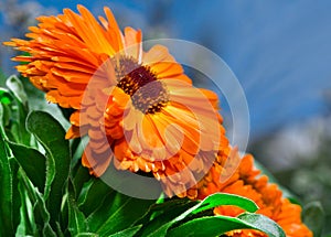 Orange flower calendula
