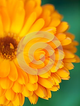 Orange flower calendula Background. Extreme macro shot