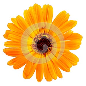 Orange flower of calendula isolated on white background, top view. Marigold flower