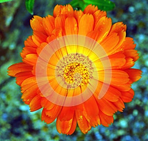 a orange flower of calendula on macro photo