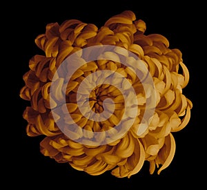 Orange flower chrysanthemum on the black isolated background with clipping path. Closeup. For design