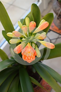 orange flower of the clivia miniata starting to open photo