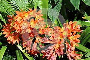 Orange Flower photo