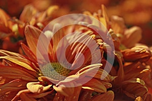 Orange flower closeup in the field photo
