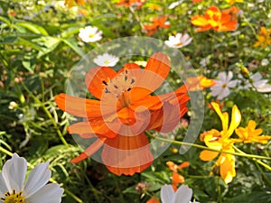 Orange flower Cosmos sulphureus in the field