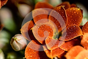 Orange flower covered in morning dew