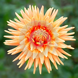 Orange flower dahlia